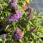 Budleja Dávidova (Buddleja Davidii) ‘LITTLE LILA BUTTERFLY CANDY’® - výška 10-20 cm, kont. C2L